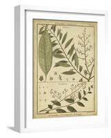 Diderot Antique Ferns I-Daniel Diderot-Framed Art Print