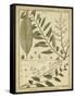 Diderot Antique Ferns I-Daniel Diderot-Framed Stretched Canvas