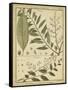 Diderot Antique Ferns I-Daniel Diderot-Framed Stretched Canvas