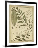 Diderot Antique Ferns I-Daniel Diderot-Framed Art Print