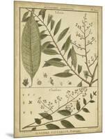 Diderot Antique Ferns I-Daniel Diderot-Mounted Art Print