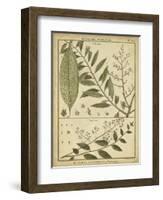 Diderot Antique Ferns I-Daniel Diderot-Framed Art Print