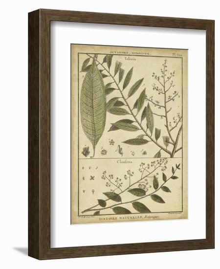 Diderot Antique Ferns I-Daniel Diderot-Framed Art Print