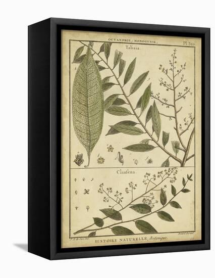 Diderot Antique Ferns I-Daniel Diderot-Framed Stretched Canvas