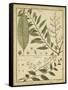 Diderot Antique Ferns I-Daniel Diderot-Framed Stretched Canvas