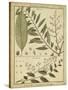 Diderot Antique Ferns I-Daniel Diderot-Stretched Canvas