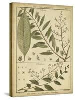 Diderot Antique Ferns I-Daniel Diderot-Stretched Canvas