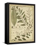 Diderot Antique Ferns I-Daniel Diderot-Framed Stretched Canvas