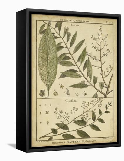 Diderot Antique Ferns I-Daniel Diderot-Framed Stretched Canvas