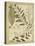 Diderot Antique Ferns I-Daniel Diderot-Stretched Canvas