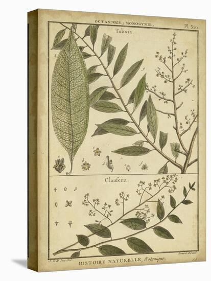 Diderot Antique Ferns I-Daniel Diderot-Stretched Canvas