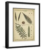 Diderot Antique Ferns III-Daniel Diderot-Framed Art Print