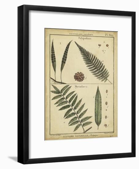 Diderot Antique Ferns III-Daniel Diderot-Framed Art Print