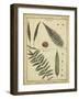 Diderot Antique Ferns III-Daniel Diderot-Framed Art Print