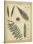 Diderot Antique Ferns III-Daniel Diderot-Stretched Canvas