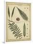 Diderot Antique Ferns III-Daniel Diderot-Framed Art Print