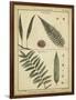 Diderot Antique Ferns III-Daniel Diderot-Framed Art Print