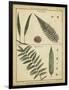 Diderot Antique Ferns III-Daniel Diderot-Framed Art Print