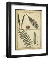 Diderot Antique Ferns III-Daniel Diderot-Framed Art Print