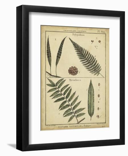 Diderot Antique Ferns III-Daniel Diderot-Framed Art Print