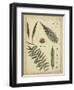 Diderot Antique Ferns III-Daniel Diderot-Framed Art Print