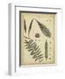 Diderot Antique Ferns III-Daniel Diderot-Framed Art Print