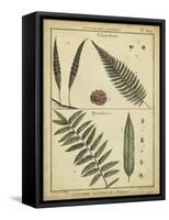 Diderot Antique Ferns III-Daniel Diderot-Framed Stretched Canvas