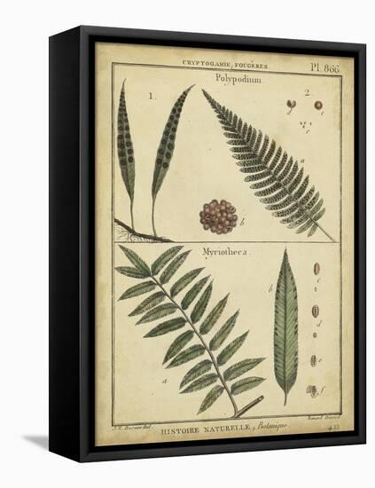 Diderot Antique Ferns III-Daniel Diderot-Framed Stretched Canvas