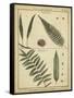 Diderot Antique Ferns III-Daniel Diderot-Framed Stretched Canvas