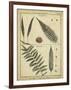 Diderot Antique Ferns III-Daniel Diderot-Framed Art Print