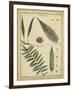 Diderot Antique Ferns III-Daniel Diderot-Framed Art Print