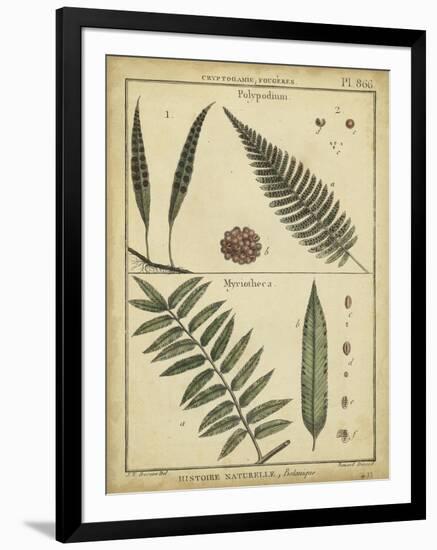 Diderot Antique Ferns III-Daniel Diderot-Framed Art Print