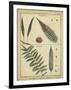 Diderot Antique Ferns III-Daniel Diderot-Framed Art Print