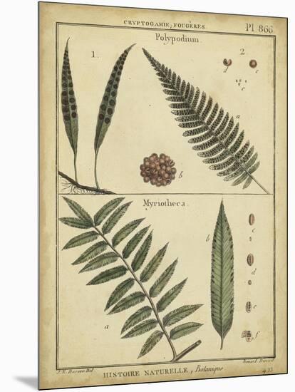 Diderot Antique Ferns III-Daniel Diderot-Mounted Art Print