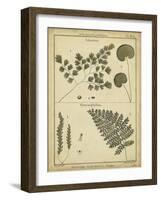 Diderot Antique Ferns IV-Daniel Diderot-Framed Art Print