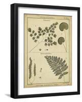 Diderot Antique Ferns IV-Daniel Diderot-Framed Art Print