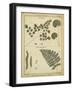 Diderot Antique Ferns IV-Daniel Diderot-Framed Art Print