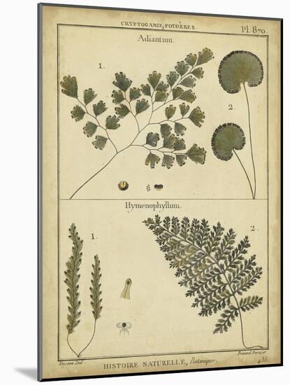 Diderot Antique Ferns IV-Daniel Diderot-Mounted Art Print