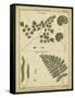 Diderot Antique Ferns IV-Daniel Diderot-Framed Stretched Canvas