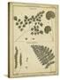 Diderot Antique Ferns IV-Daniel Diderot-Stretched Canvas