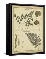 Diderot Antique Ferns IV-Daniel Diderot-Framed Stretched Canvas