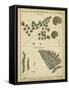 Diderot Antique Ferns IV-Daniel Diderot-Framed Stretched Canvas