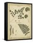 Diderot Antique Ferns IV-Daniel Diderot-Framed Stretched Canvas