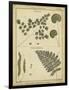 Diderot Antique Ferns IV-Daniel Diderot-Framed Art Print