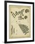 Diderot Antique Ferns IV-Daniel Diderot-Framed Art Print