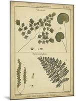 Diderot Antique Ferns IV-Daniel Diderot-Mounted Art Print