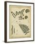 Diderot Antique Ferns IV-Daniel Diderot-Framed Art Print