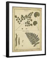 Diderot Antique Ferns IV-Daniel Diderot-Framed Art Print