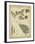 Diderot Antique Ferns IV-Daniel Diderot-Framed Art Print