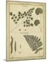 Diderot Antique Ferns IV-Daniel Diderot-Mounted Art Print